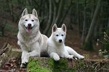 SIBERIAN HUSKY 1029